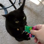 Cat Sitter Play Virginia Beach Norfolk