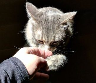 Cats Only Pet Sitter Norfolk Virginia