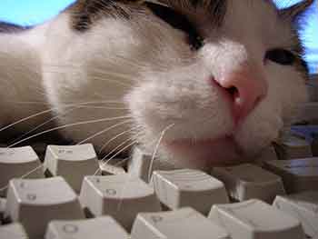 Cat Sitter Geek Norfolk Virginia Beach