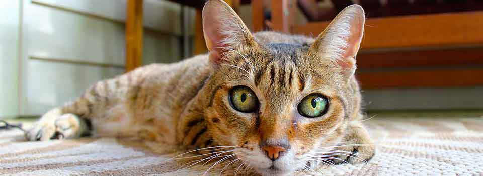 Pet Cat Sitter Norfolk Virginia Beach