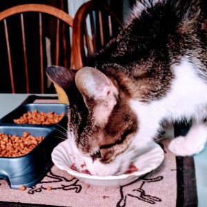 cat sitting tips - ants in food