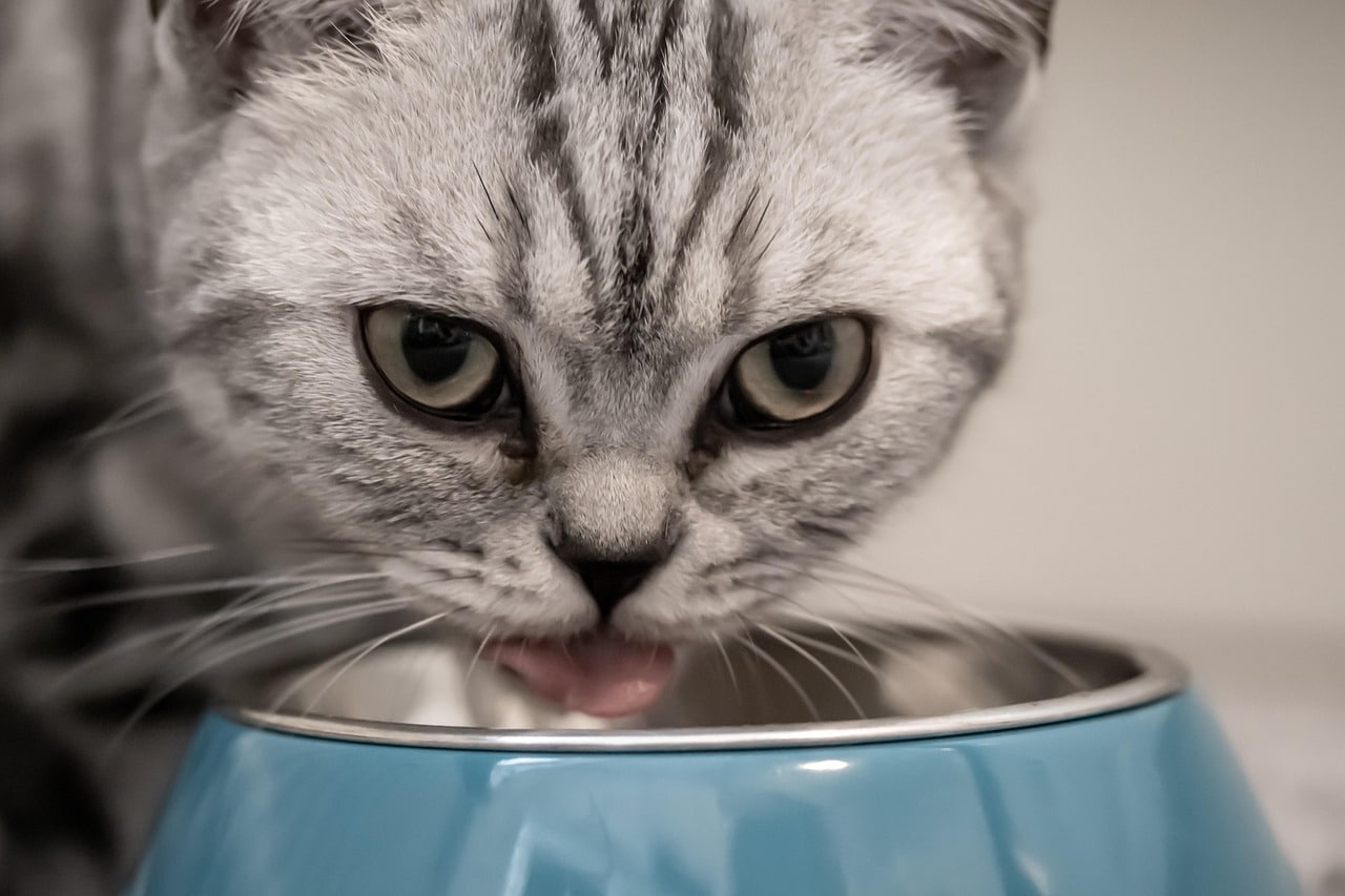 cat sitter feeds cats