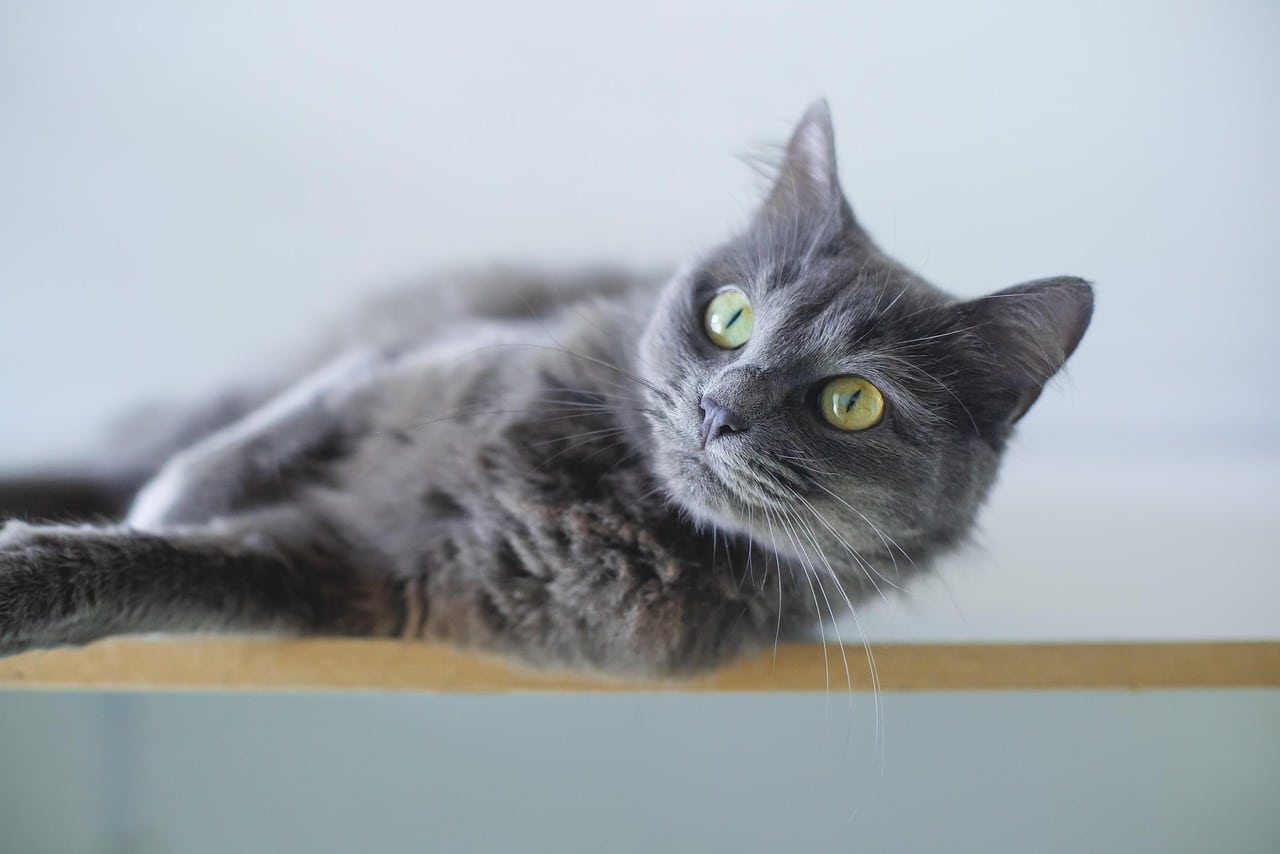 Pet sitting Russian Blue cat Norfolk Virginia