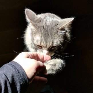 Cats Only Pet Sitter Norfolk Virginia